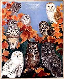 owls